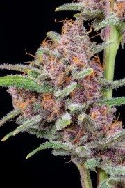 Gorilla Punch Auto – product view 6