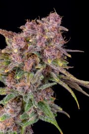 Gorilla Punch Auto – product view 7