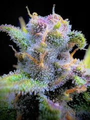 Gorilla Punch Auto – product view 8