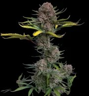Gorilla Punch Auto – product view 9