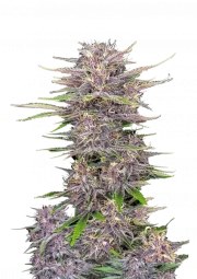Banana Purple Punch Auto – product view 1