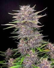 Banana Purple Punch Auto – product view 2