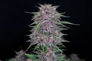 Banana Purple Punch Auto – product view 3