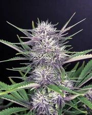 Banana Purple Punch Auto – product view 5