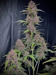Banana Purple Punch Auto – product view 6