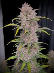 Banana Purple Punch Auto – product view 7
