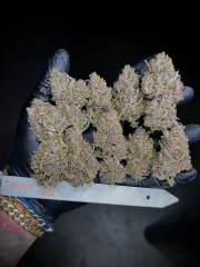 Banana Purple Punch Auto – product view 8