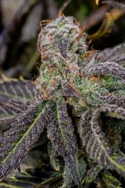 Banana Purple Punch Auto – product view 9
