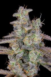 Banana Purple Punch Auto – product view 10