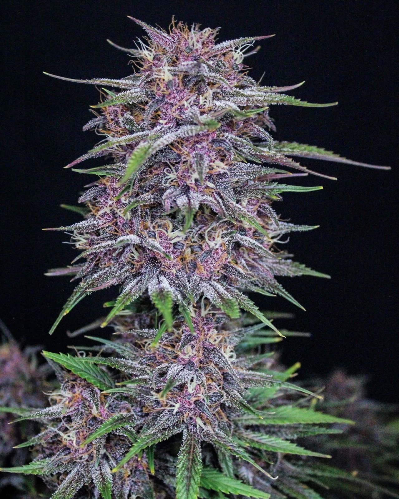 Banana Purple Punch Auto – FastBuds – Autoflowering
