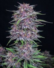 Banana Purple Punch Auto – FastBuds – Autoflowering