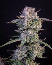 Strawberry Gorilla Auto – FastBuds – Autoflowering