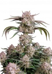 Strawberry Gorilla Auto – product view 1