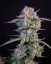 Strawberry Gorilla Auto – product view 2