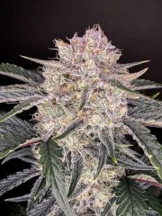 Strawberry Gorilla Auto – product view 3