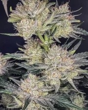 Strawberry Gorilla Auto – product view 4