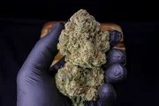 Strawberry Gorilla Auto – product view 5