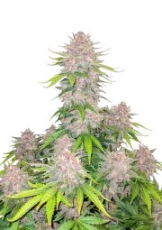 Cherry Cola Auto – product view 1