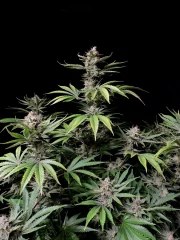 Cherry Cola Auto – product view 2