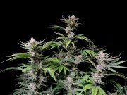 Cherry Cola Auto – product view 3