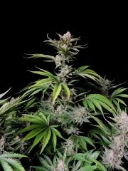 Cherry Cola Auto – product view 4
