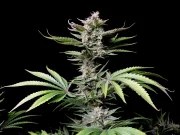 Cherry Cola Auto – product view 5
