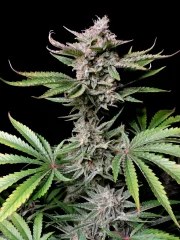 Cherry Cola Auto – product view 6