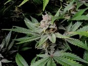 Cherry Cola Auto – product view 7
