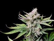 Cherry Cola Auto – product view 8