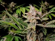Cherry Cola Auto – product view 9