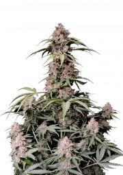 Amnesia Z Auto – product view 1