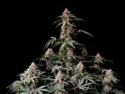 Amnesia Z Auto – product view 2