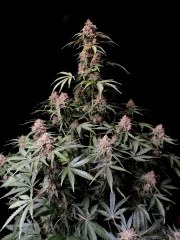 Amnesia Z Auto – product view 3