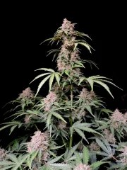 Amnesia Z Auto – product view 4