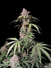 Amnesia Z Auto – product view 5