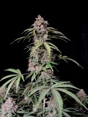 Amnesia Z Auto – product view 6