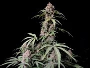 Amnesia Z Auto – product view 7