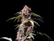 Amnesia Z Auto – product view 8