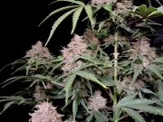 Amnesia Z Auto – product view 9