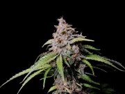 Amnesia Z Auto – product view 10
