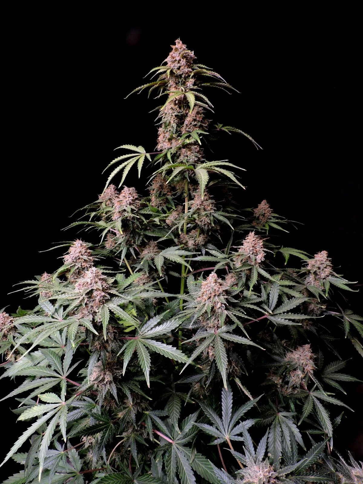 Amnesia Z Auto – FastBuds – Autoflowering
