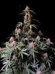 Amnesia Z Auto – FastBuds – Autoflowering