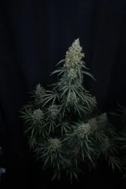 Gorilla Z Auto – product view 2