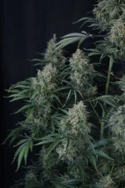 Gorilla Z Auto – product view 4