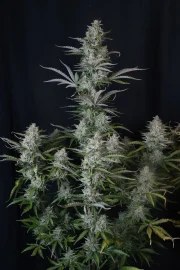 Gorilla Z Auto – product view 5