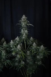 Gorilla Z Auto – product view 6