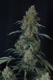 Gorilla Z Auto – product view 7