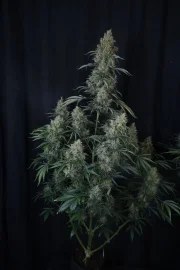 Gorilla Z Auto – product view 8