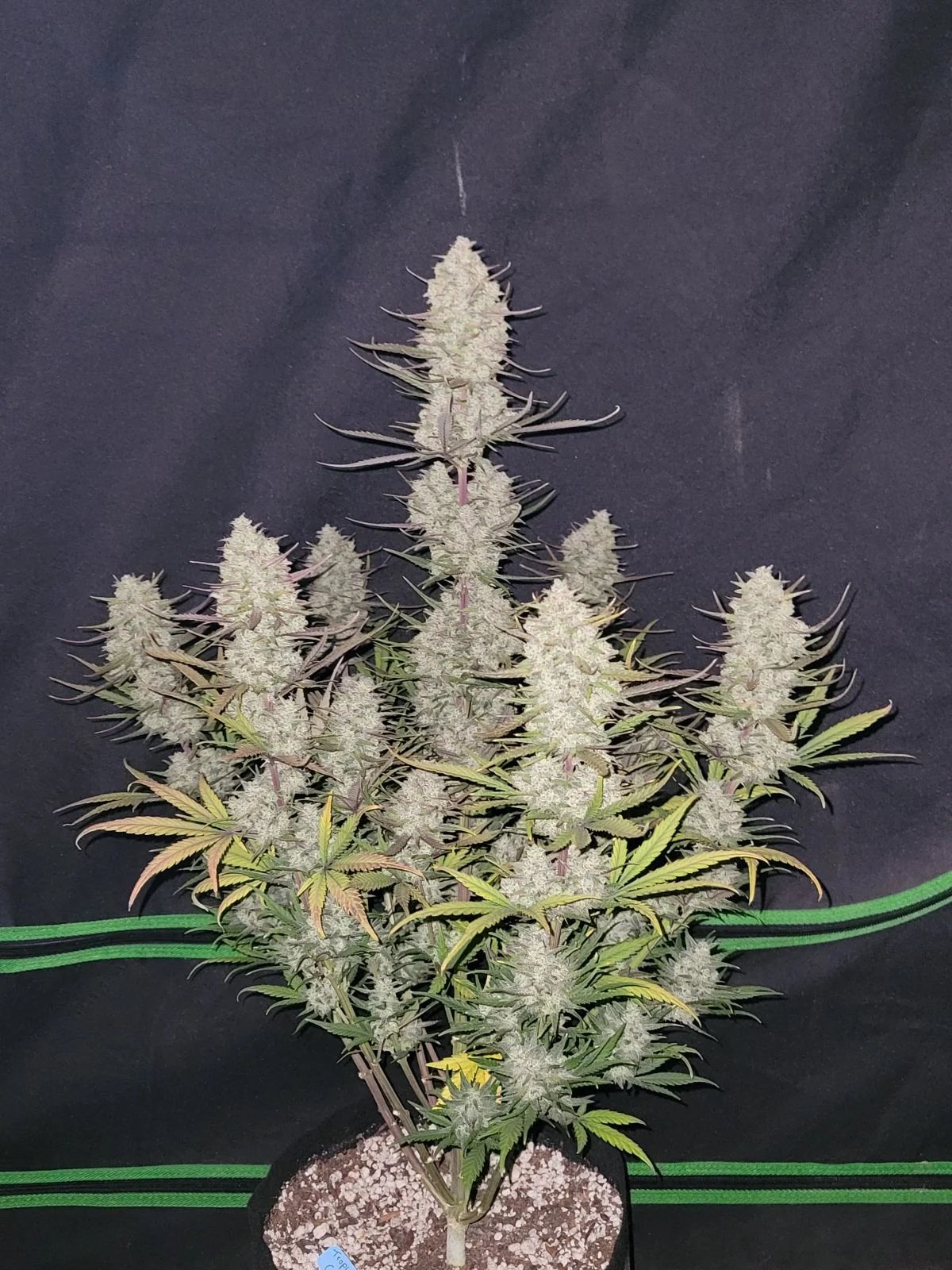 Tropicana Cookies Auto – FastBuds – Autoflowering