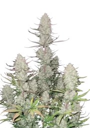 Tropicana Cookies Auto – product view 1